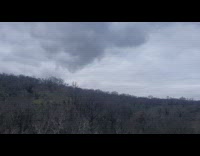 Burned trees from Australian bushfire accident