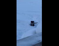 Dog having zoomies on snow 