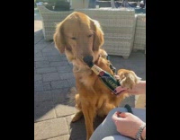 Golden retriever dog licks moet champagne bottle 
