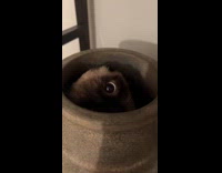 Cat hiding and peeking from vase 