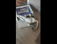 Grey white kitten falls inside empty box 