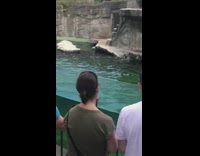 People watch young seal fall in water zoo