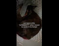 Woman caught cat hiding inside hamper 