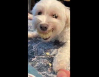 Dog growling with corn in between teeth