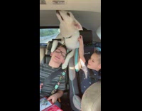 White dog climbs over backseat from trunk and hits little boys in the face carseat
