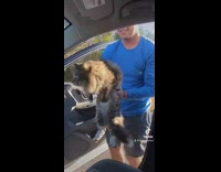 Guy puts cat in car and it goes crazy