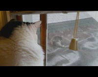 Collab DailyDoseOfInternet - Cat stare at raccoon sit on roof