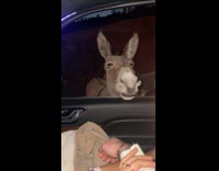 Collab Clips_MPUGC - Donkey resting head on car window 