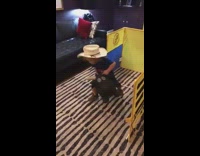 Toddler boy jumps on toy horse and pretends to be cowboy rodeo