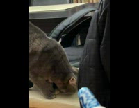 Guy offers blue candy to cat