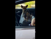 Compilation girl gives drive through dogs puppuccinos