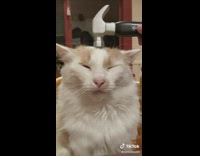 Collab BitchIG2 - Hitting white cat on head with plastic toy hammer relaxing
