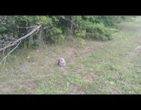 Owl sleeps with one eye open grass