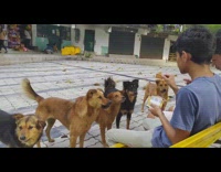 Guy gives six dogs treats yellow bench