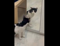 Cat stares at reflection on the mirror