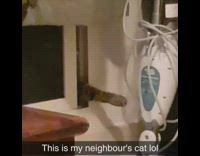 Cat sticks paw through sliding door gap