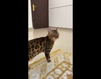 Collab PLC - Adult bengal cat walk on carpet meows