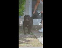 Dog walks to woman ignores harness