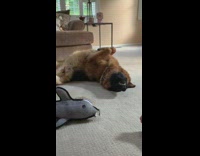 Brown dog laying down on carpet on back with mouth open 
