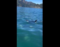 Submitters close encounter with pod of orcas