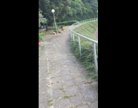 dog runs away from ball runs into bushes