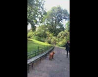 Large tree found knocked over by hurricane 