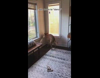 Collab BitchMP - Brown dog thrusting compilation