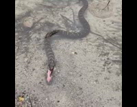 Snake in lake water eats mudpuppy 