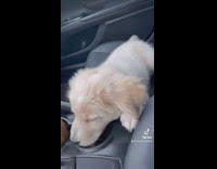 Collab BitchIG2 - Puppy hides face in cupholder doesnt want to go to vet