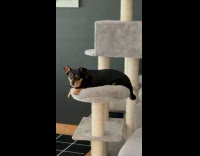 Black brown dog lay on cat tree