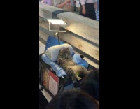 Submitter sees cat resting with fan on street