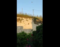 Cat circled around by the flock of bird on a hill