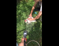 Chicken behave receives  a shower from hose