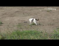 Cat hits and kills snake 