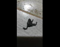 Frog covered in dust stuck on floor