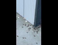 Lanternfly invasion on the street nyc