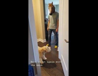 Dog barks at horse mask head indoors