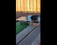 Dog drinks water ignores two dogs fight