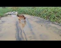Dog likes to scratch belly on beach sand