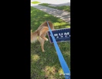 Dog pees on trump pence sign lawn