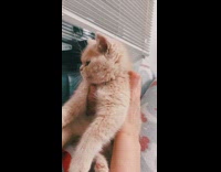 Girl holds brown cat with round face 