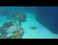 Two stingrays swim inside aquarium tank 
