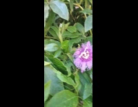 Purple passionflower found by filmer on fence