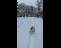 Man and his dog walks on snow 