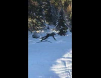 Pt. 2 Skier blue pants jumps over hump and faceplants into snow