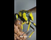 Black and yellow wasp builds nest 