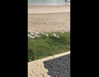 White ducks peck the grass beach pebbles