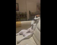 Dog Sits and Leans Back on Couch