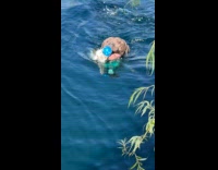 Dog retrieving ball that is on fish mouth