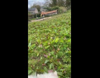 Small white horse run on grass field